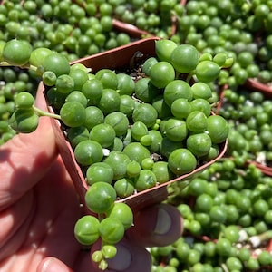 May include: A small terracotta pot filled with a green succulent plant. The plant has small, round leaves that resemble beads.