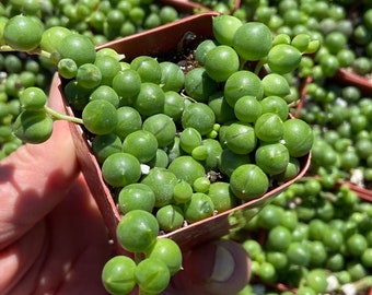 String of pearls 2” pot succulent plant