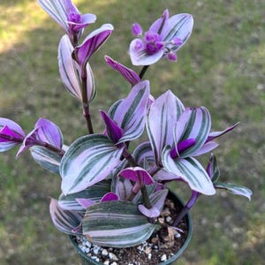 Tradescantia ‘Nanouk’ Pink Wandering Dude 2” 4” Wondering Jew House plant low light