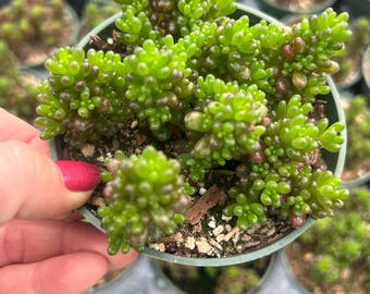 Sedum Rubrotinctum Mini Me Jelly Beans 4” living succulent plant