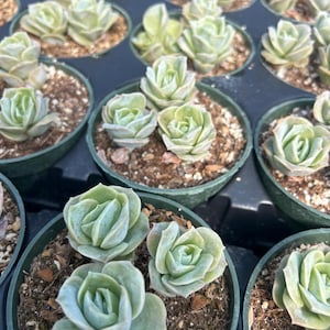 May include: Close-up of several small, green succulent plants in dark green plastic pots. The succulents have tightly packed, rosette-shaped leaves. The pots are filled with soil and small pebbles. The plants are arranged in a tray.