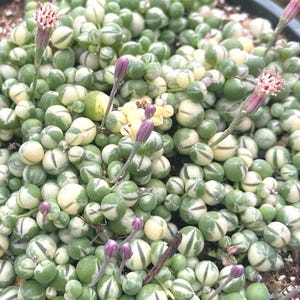 Variegated String of pearls rare senecio Rowleyanus  2” 4” 10” living plant