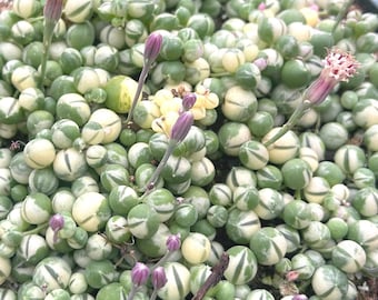 Variegated String of pearls rare senecio Rowleyanus  2” 4” 10” living plant
