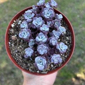 Sedum Spathulifolia Carnea Purple stonecrop cold weather hardy 4”