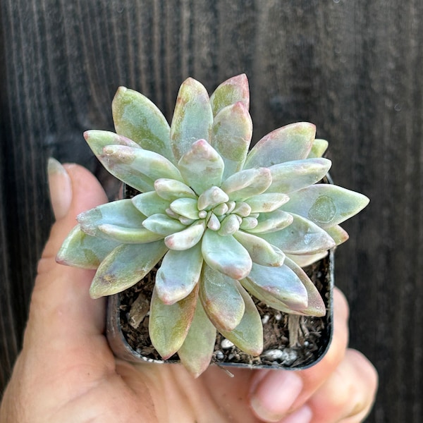 Crested Ghost Plant Graptopetalum Paraguayense Mother of Pearl Plant 2”