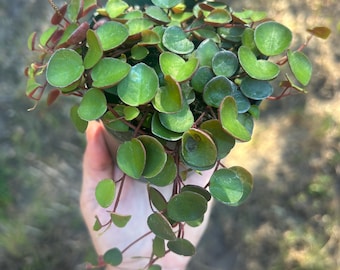 Peperomia Ruby Cascade Live Houseplant 2” 4” pots easy houseplant