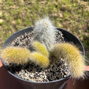 Long Monkey tail cleisto cactus, shown in 8” pot