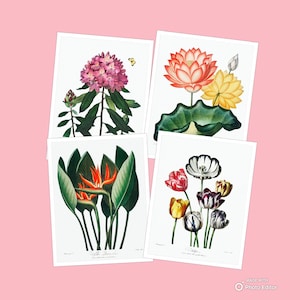 Schöne Gruppe von 4 Vintage Blumendrucke - hochauflösende Drucke für digitale Download Wand Kunst Blumen Vogel des Paradieses sofort druckbare
