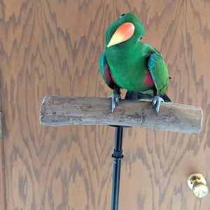 May include: A bright green parrot with red and blue wing markings and a yellow beak sits on a wooden perch. The bird is positioned in front of a wooden door, creating a natural setting.