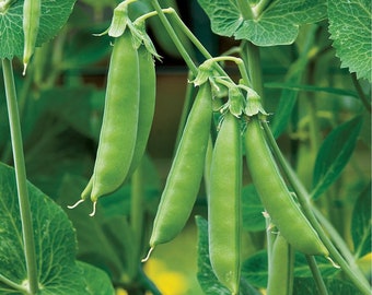 Sugar Snap Pea Seeds Sugar Daddy Snap Peas Seeds Organic Non GMO Heirloom Fast Shipping