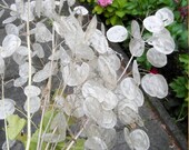 Money Plant Honesty Silver Dollar Lunaria Moonwort Chinese Money Monnaie du Pape Seeds Non GMO Heirloom