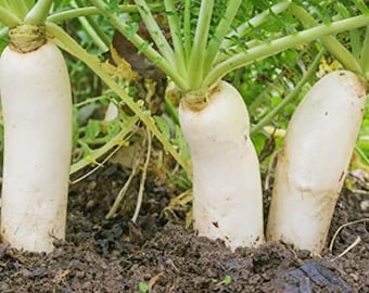 Daikon Radish Seeds Chinese Luóbo Lobak Lo Pak White Carrot Asian Chai Tau Icicle Radish Seeds Fast Growing Fast Shipping