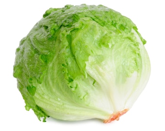 Iceberg Lettuce Seeds Crisphead Lettuce Seeds Organic Non GMO Heirloom Fast Shipping