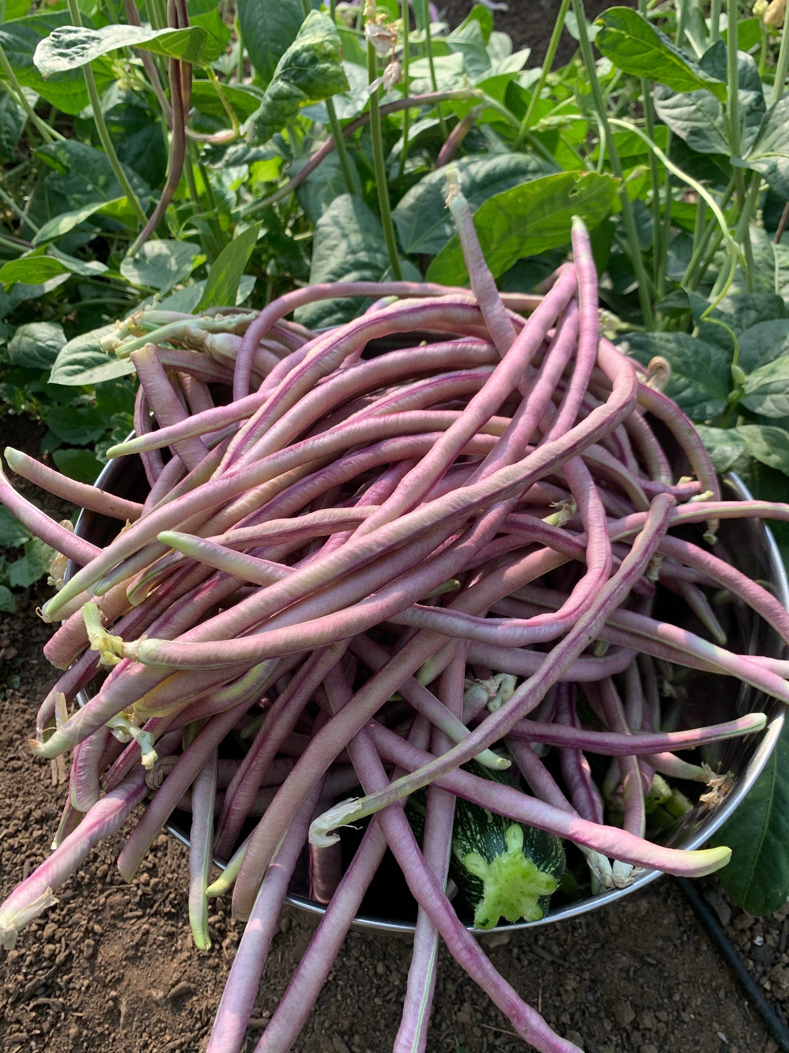 5 Colors Mix Yard Long Bean Multi Variety Vegetable Heirloom
