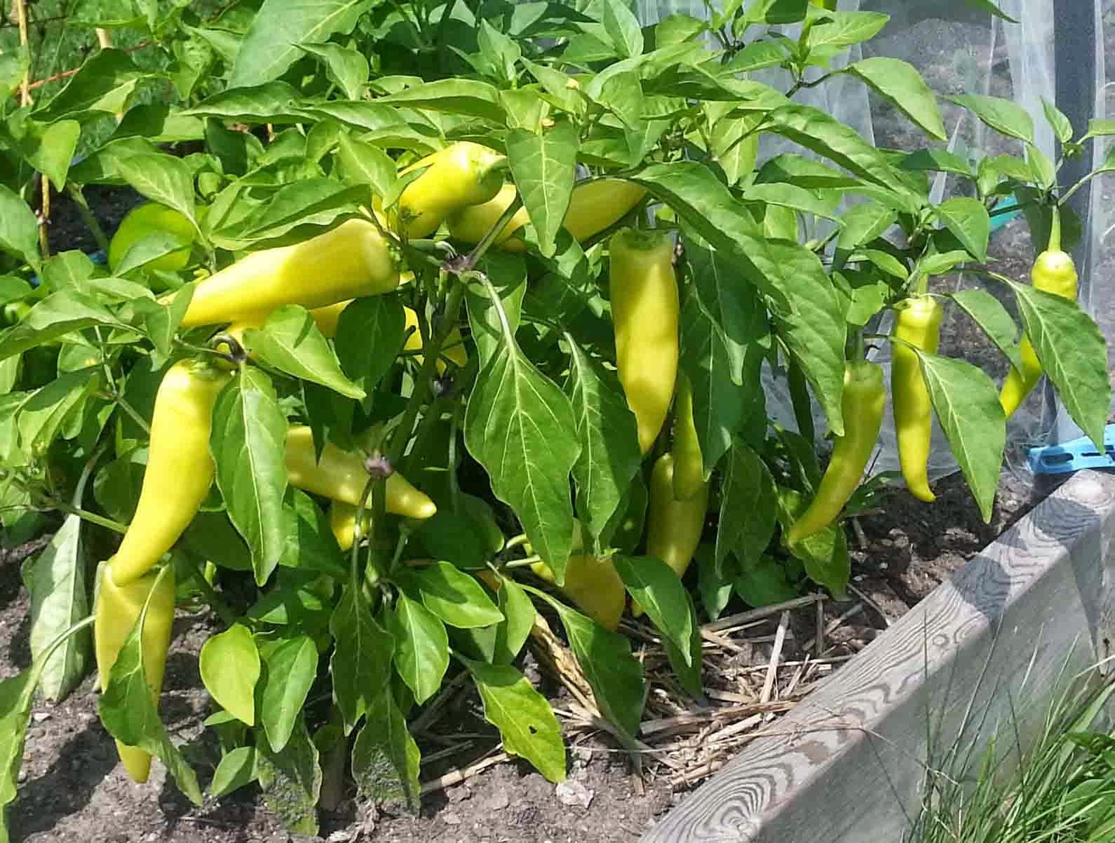 Sweet Banana Pepper Seeds Pepperoncini Pickled Peppers Seeds Etsy