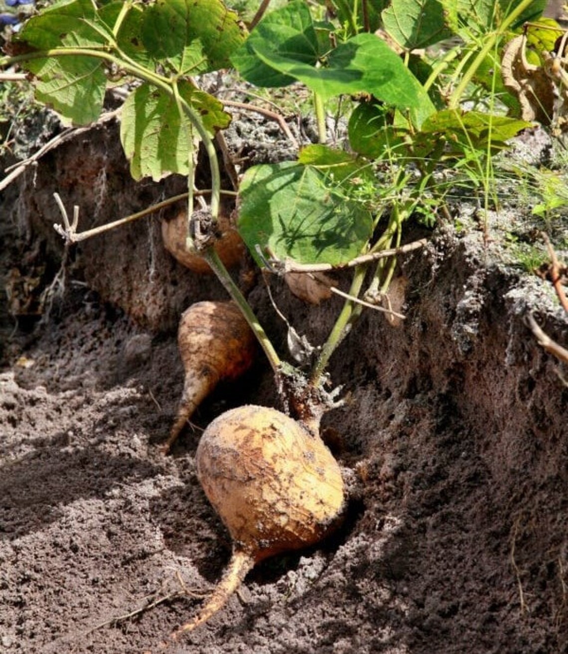 Jicama Seeds Mexican Yam Bean Root Chinese Saa Got Sweet Etsy