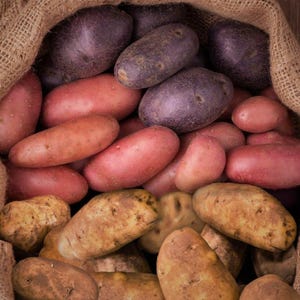 Seed Potatoes For Sale - Certified Potatoes | Urban Farmer