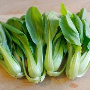 Bok Choy Pak Choi Seeds USA Pok Choy Canton Asian Vegetable Chinese Cabbage Shanghai Tips Seeds Non GMO Fast Growing Fast Shipping