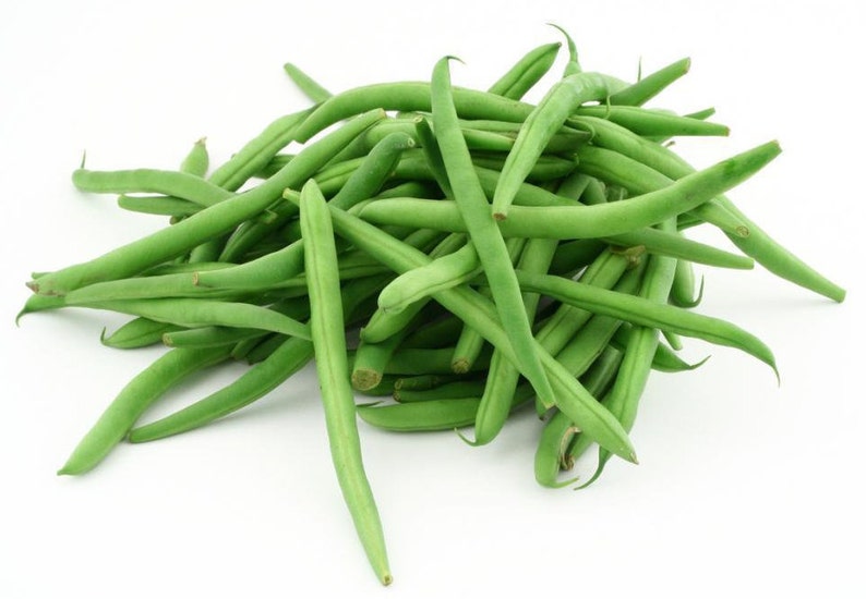 Green Bean Top Crop Seeds USA Garden Vegetable Stringless Etsy