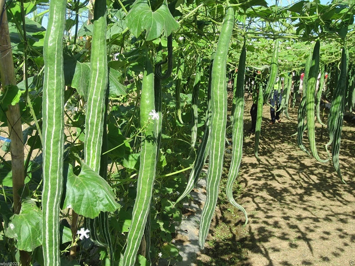 Padval Snake Gourd Seeds Serpent Gourd Chichinda Padwal Seeds Organic Non GMO ...