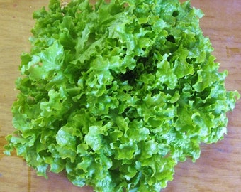 Black Seeded Simpson Lettuce Green Leaf Lettuce Seeds Organic Non GMO Heirloom Fast Growing Fast Shipping