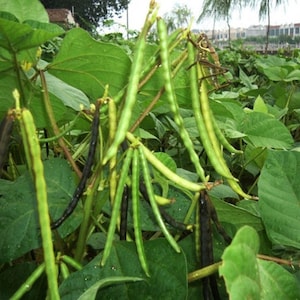 May include: Close-up of a mung bean plant with green and black pods. The pods are clustered together, some still green and others turning black. Large green leaves surround the pods, with a blurred background of more plants.