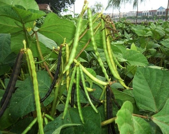 Bean Sprouts Mung Bean Seeds Green Gram Maash Moong Seeds Organic Non GMO Heirloom Fast Shipping