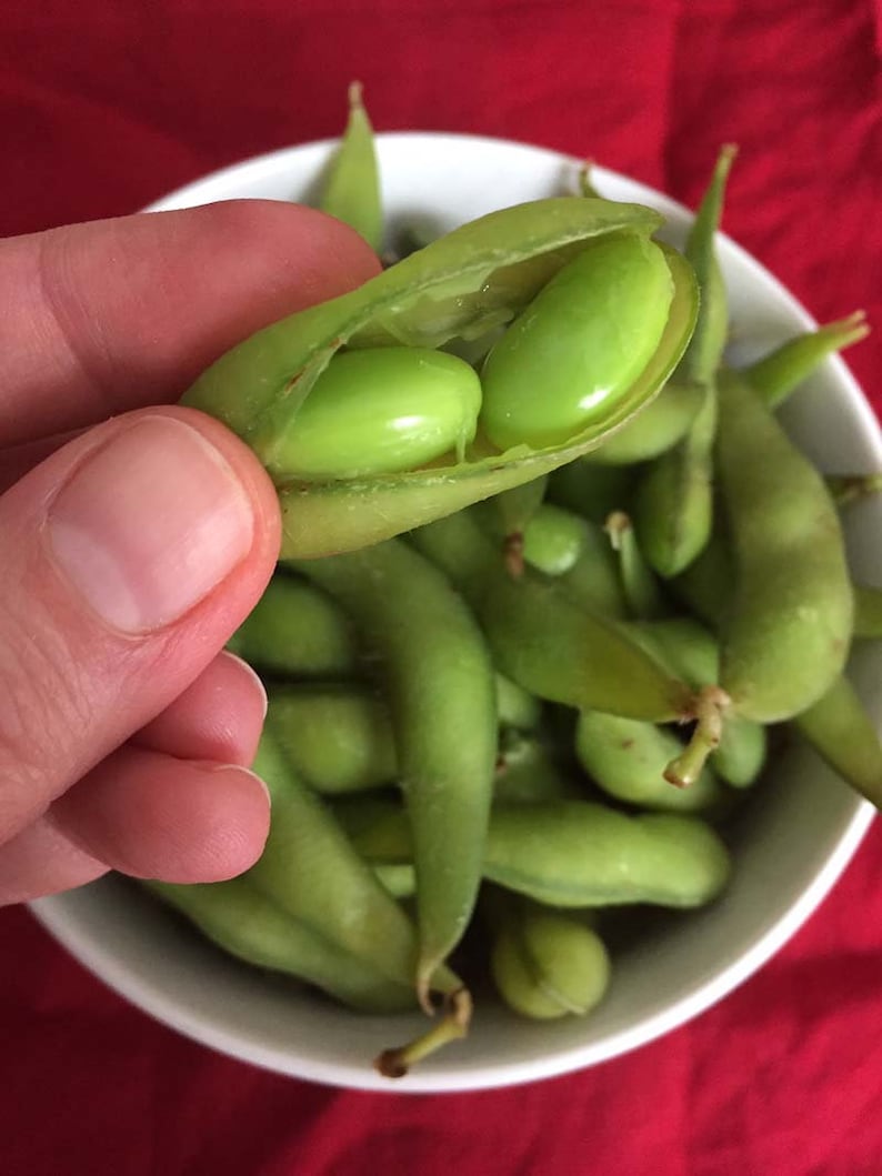 Japanese Edamame Soy Bean Seeds USA Garden Asian Vegetable Etsy