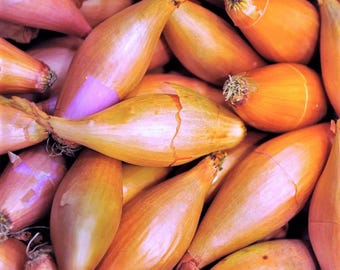 Monique French Pink Shallot Sets For Planting - Bulbs Seeds for Growing, Home or Farm Gardening 2025 Free Shipping Free Shipping 2026