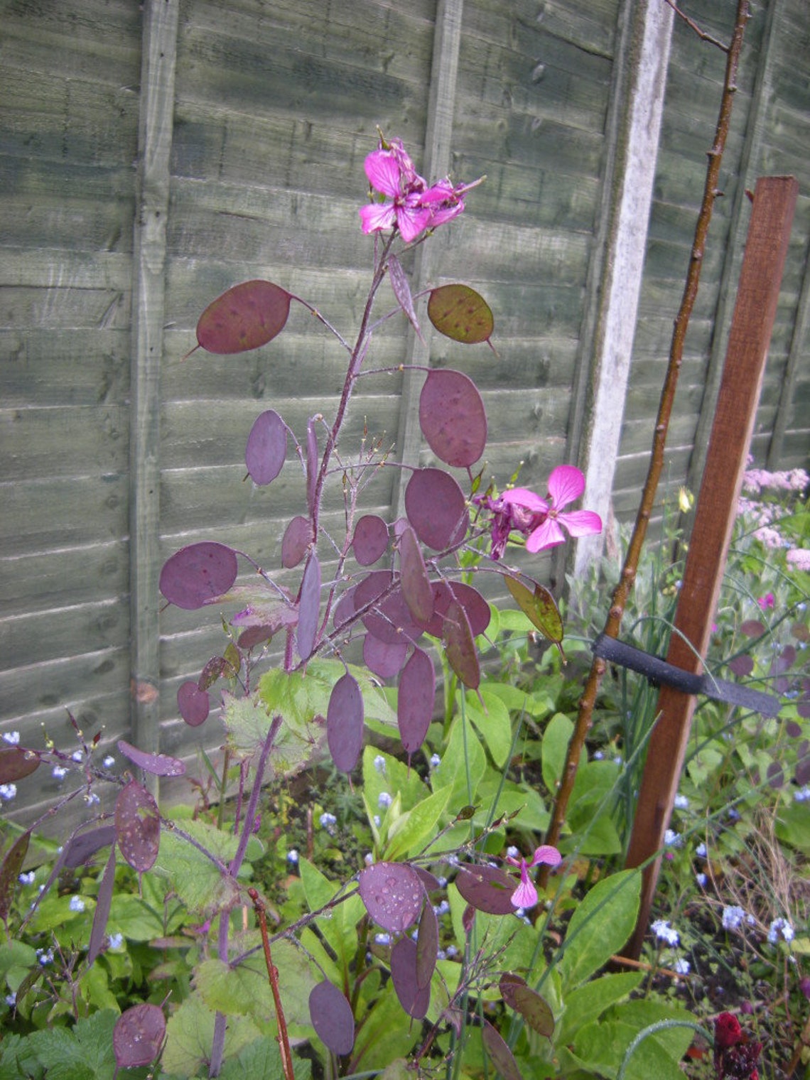 Honesty money plant Idea
