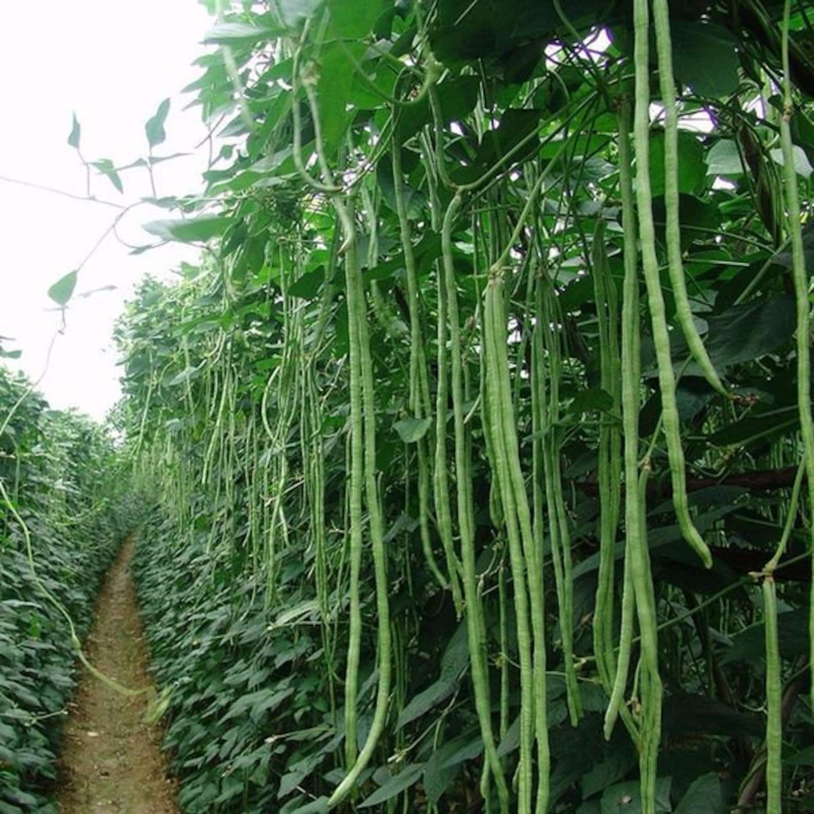 White Seeded Yard Long Bean Seeds Asparagus Bean Long Podded Etsy
