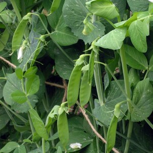 May include: Close-up of a green pea plant with several pea pods growing on it. The plant is growing vertically and has many leaves.