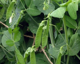 Austrian Winter Pea Seeds Field Pea Green Pea English Pea Forage Garden Pea Spring Pea Seeds Organic Non GMO Heirloom