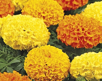 Marigold Seeds Crackerjack African Marigold Seeds Orange Yellow Blooms Deer Resistant Fast Shipping