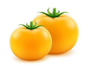 Golden Jubilee Tomato Indeterminate Yellow Tomatoes Seeds Non GMO  Heirloom