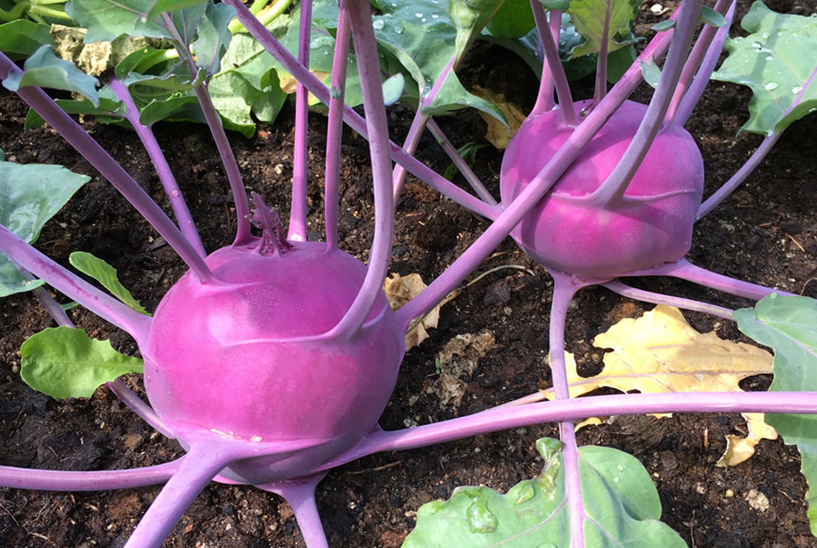 Purple Kohlrabi Seeds Red Vienna Kohl Rabi Seeds Organic Non Etsy