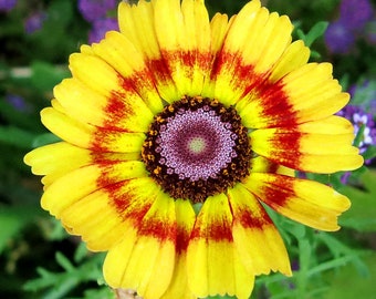 Painted Daisy Flower Seeds Tricolor Chrysanthemum Seeds Non GMO Organic Heirloom