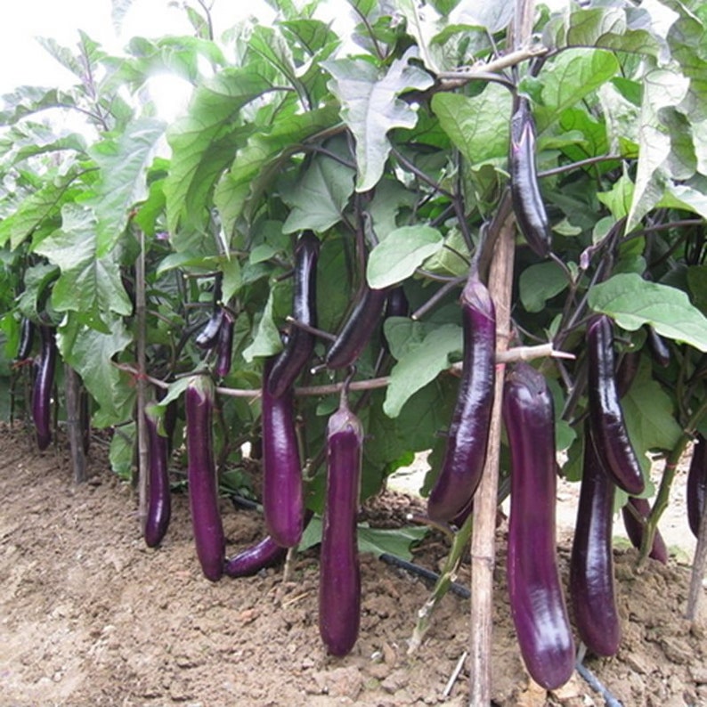 Chinese Eggplant Seeds Long Purple Eggplants Aubergine Brinjal Etsy
