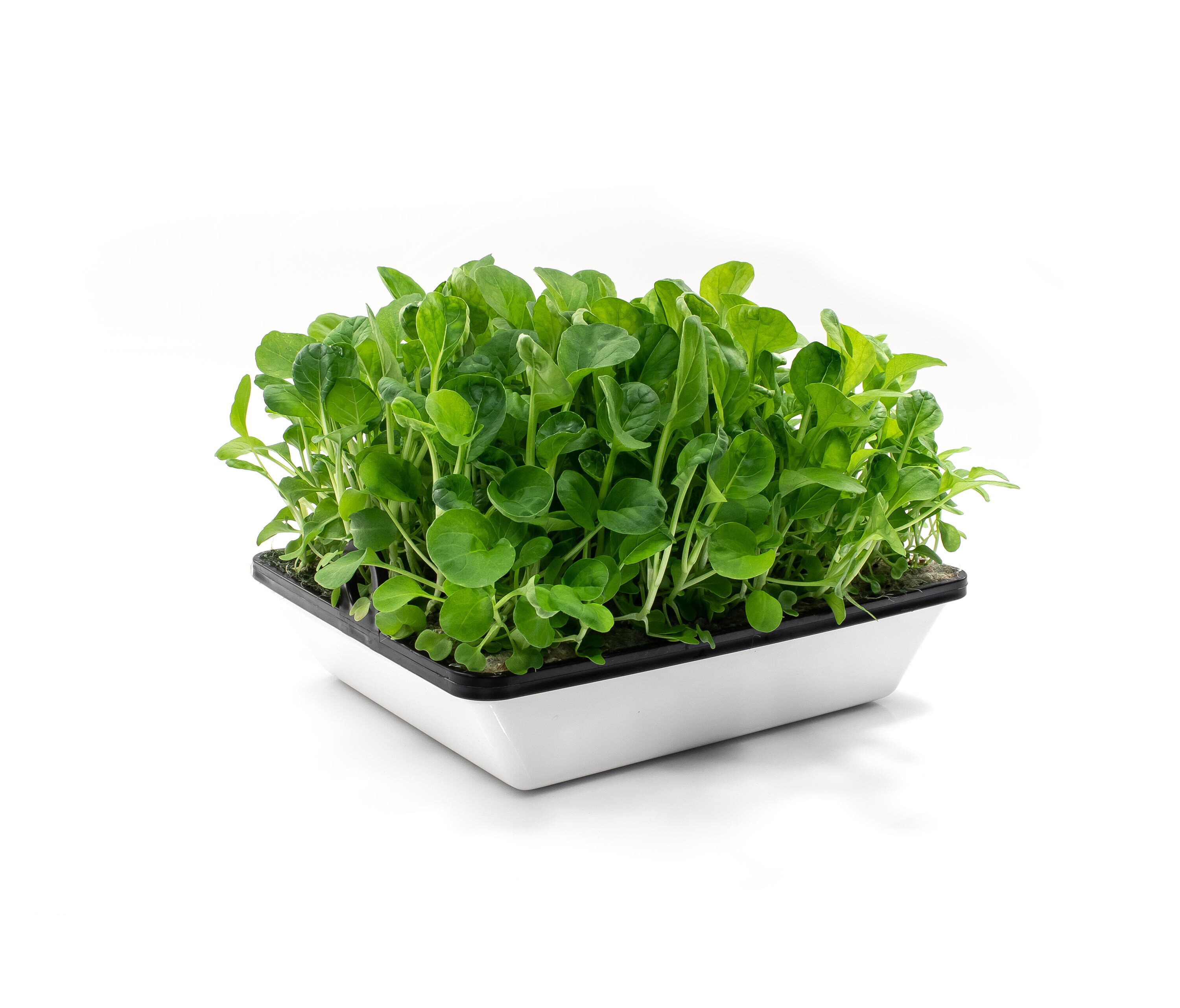 Tatsoi Mustard Green Seeds Chinese Flat Cabbage Rosette Bok Etsy