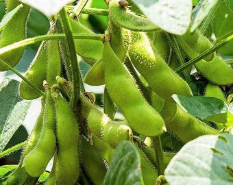 Japanese Edamame Midori Giant Soy Bean Seeds Organic Soybean Seeds Non GMO Heirloom