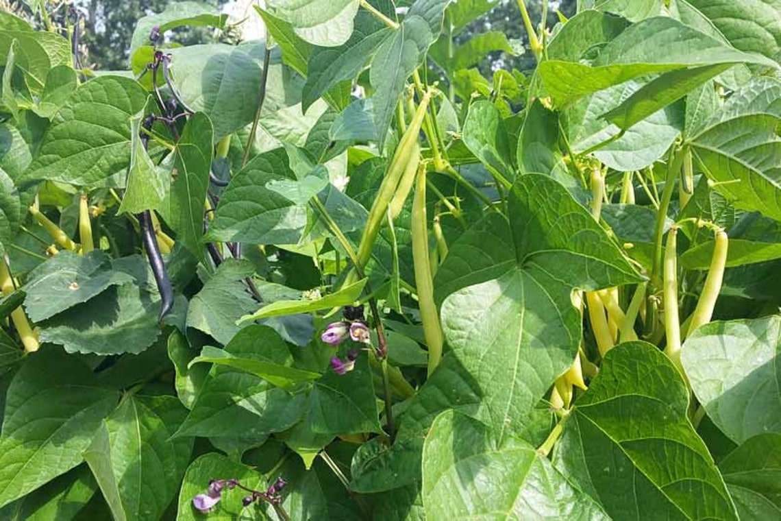 Golden Wax Bean Seeds Golden Wax Yellow Bush Bean Yellow Etsy