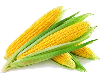 Sweet Corn Seeds Incredible Yellow Sweet Corn Seeds Non GMO Organic