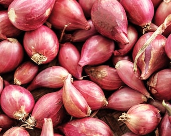 Nero Shallot Sets For Planting - Starter Bulbs for Growing, Home or Farm Gardening Red Onion Seed - Grow Your Own Free Shipping 2026