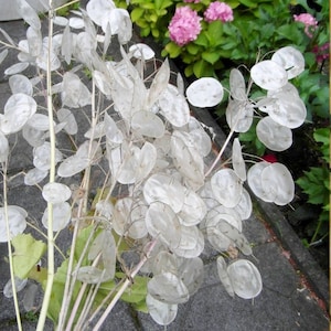 Monnaie des plantes Honnêteté Silver Dollar Lunaria Moonwort Monnaie chinoise Graines de la Monnaie du Pape Héritage sans OGM