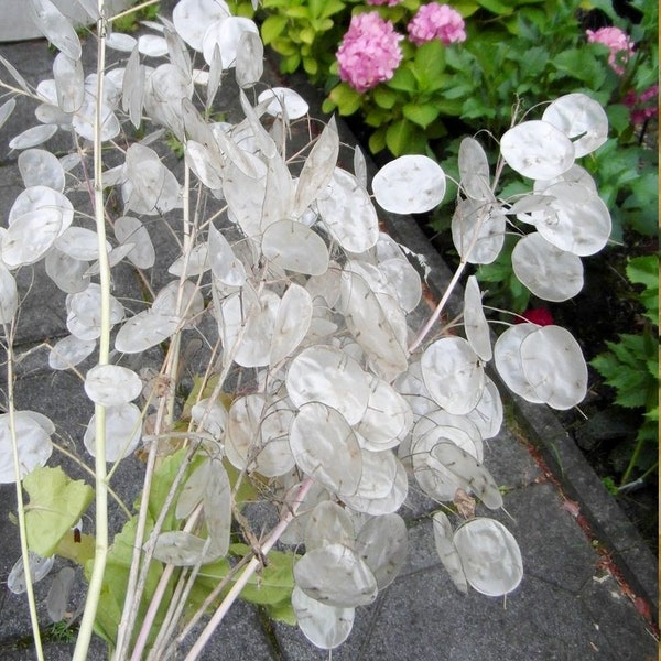 Money Plant Honesty Silver Dollar Lunaria Moonwort Chinese Money Monnaie du Pape Seeds Non GMO Heirloom