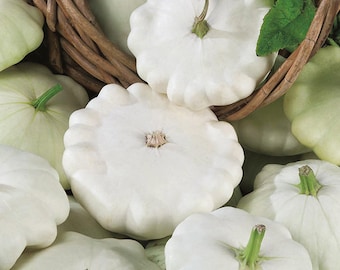 White Patty Pan Pattypan Pumpkin Squash Seeds Peter Pan Sunburst Granny Custard Marrow Button Scallopini Squash Seeds Non GMO Heirloom