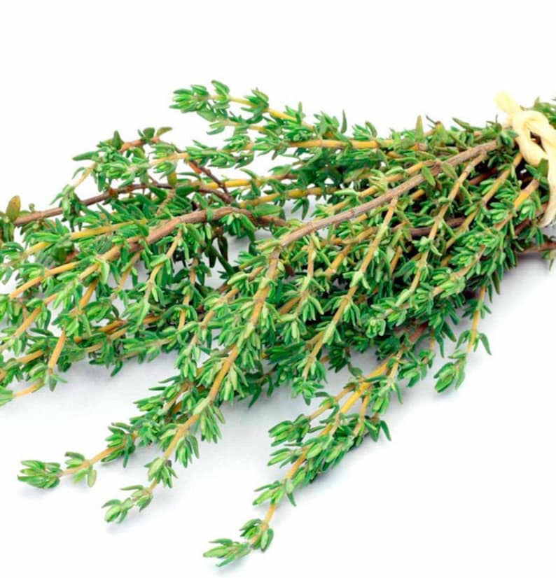 Thyme Herb Seeds Organic Heirloom Non GMO Herb Fast Growing Etsy