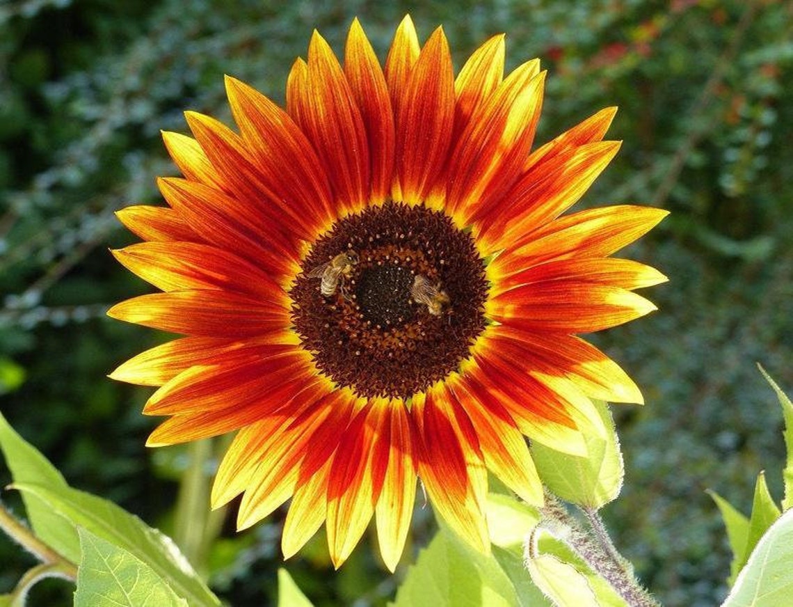 Autumn Beauty Sunflower Seeds Non GMO Organic Heirloom Fast Etsy