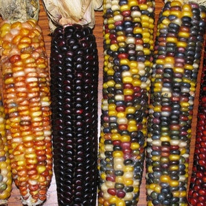 Corn Ornamental Indian Corn Flint Corn Calico Corn Seeds Organic Non GMO Fast Shipping