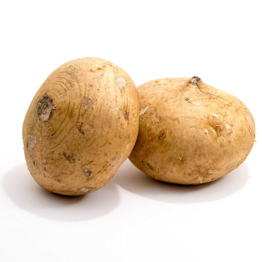 20+ True Jicama Seeds (Mexican Yam Bean) – Easy Grow, Heirloom Veggie, Free Seeds Included